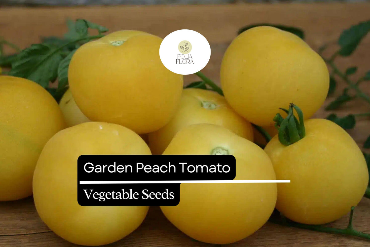 Garden Peach Tomato Seeds – 30 Heirloom Solanum lycopersicum Seeds for Planting