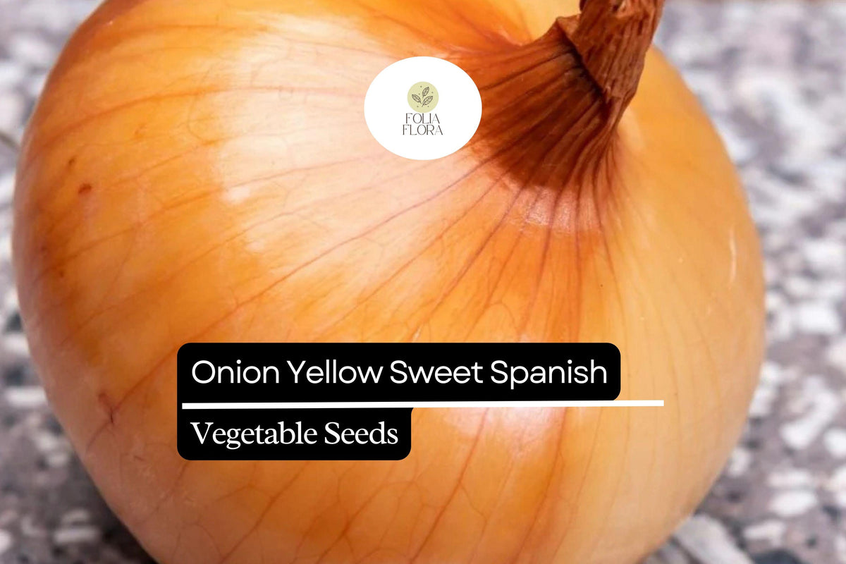 200 Yellow Spanish Sweet Onion Seeds – Heirloom Allium cepa