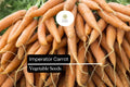 300 Imperator Carrot Seeds - Heirloom Daucus Carota, Sweet & Crisp Root Vegetable