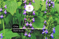 500 Chia Herb Seeds - Heirloom Salvia hispanica for Pollinator Gardens