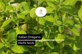 250 Italian Oregano Herb Seeds – Heirloom, Aromatic & Perennial