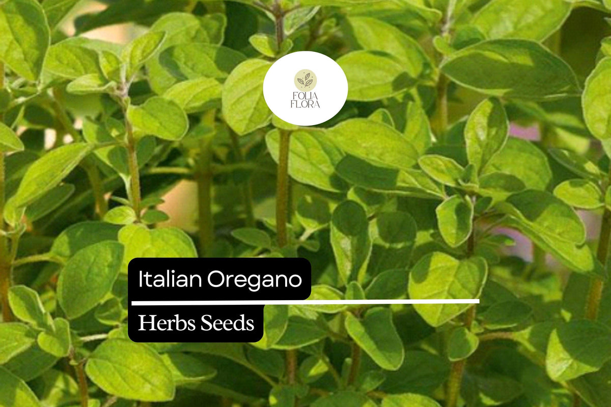 250 Italian Oregano Herb Seeds – Heirloom, Aromatic & Perennial