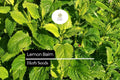 Lemon Balm Herb Seeds – 150 Melissa officinalis Seeds for Herbal Tea