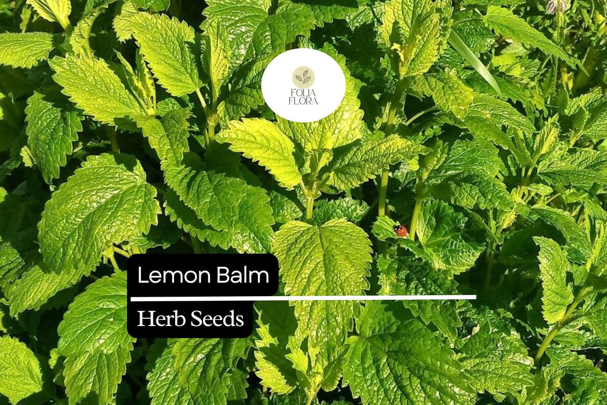 Lemon Balm Herb Seeds – 150 Melissa officinalis Seeds for Herbal Tea