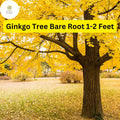 Ginkgo Tree (Ginkgo biloba) Live Bare Root Plant 1-2 Feet