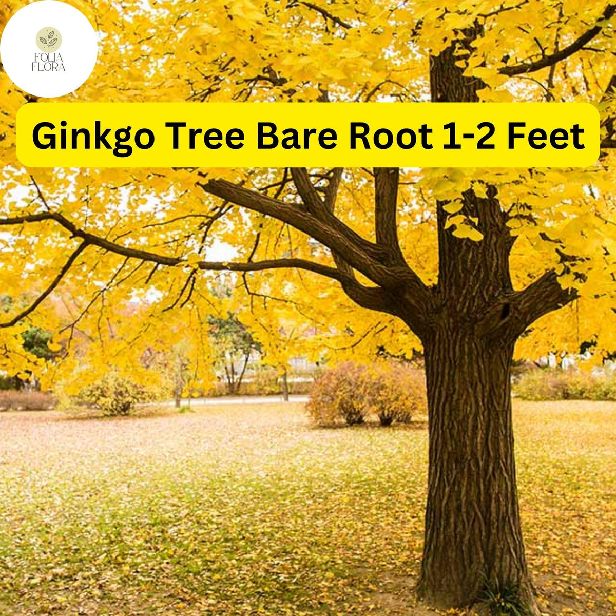 Ginkgo Tree (Ginkgo biloba) Live Bare Root Plant 1-2 Feet