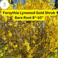 Lynwood Gold Forsythia Shrub - Live Bare Root Plant, Zones 4-9