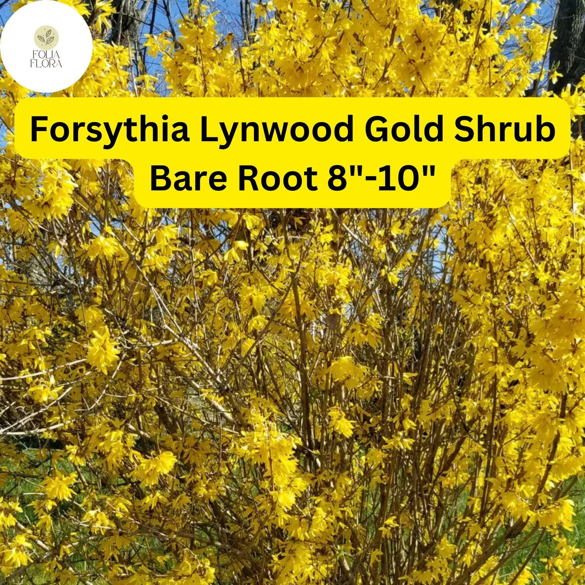 Lynwood Gold Forsythia Shrub - Live Bare Root Plant, Zones 4-9