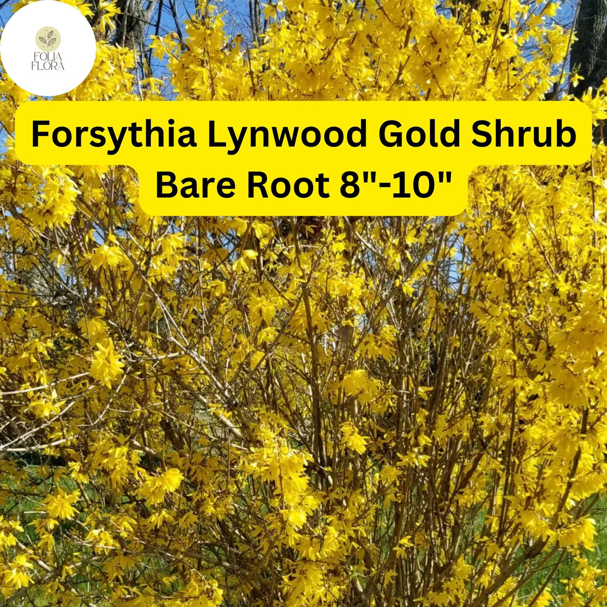 Lynwood Gold Forsythia Shrub 8-10 Inch Live Bare Root Plant Zones 4-9