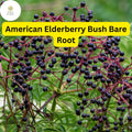 American Elderberry Bush Live Bare Root Plant – Edible Berries, Zones 3-9