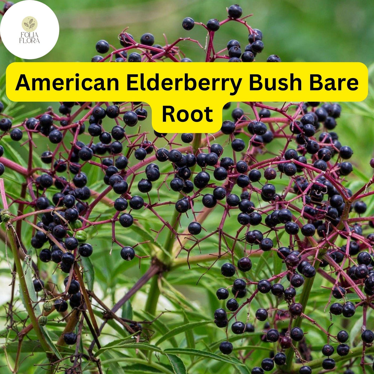 American Elderberry Bush Live Bare Root Plant – Edible Berries, Zones 3-9
