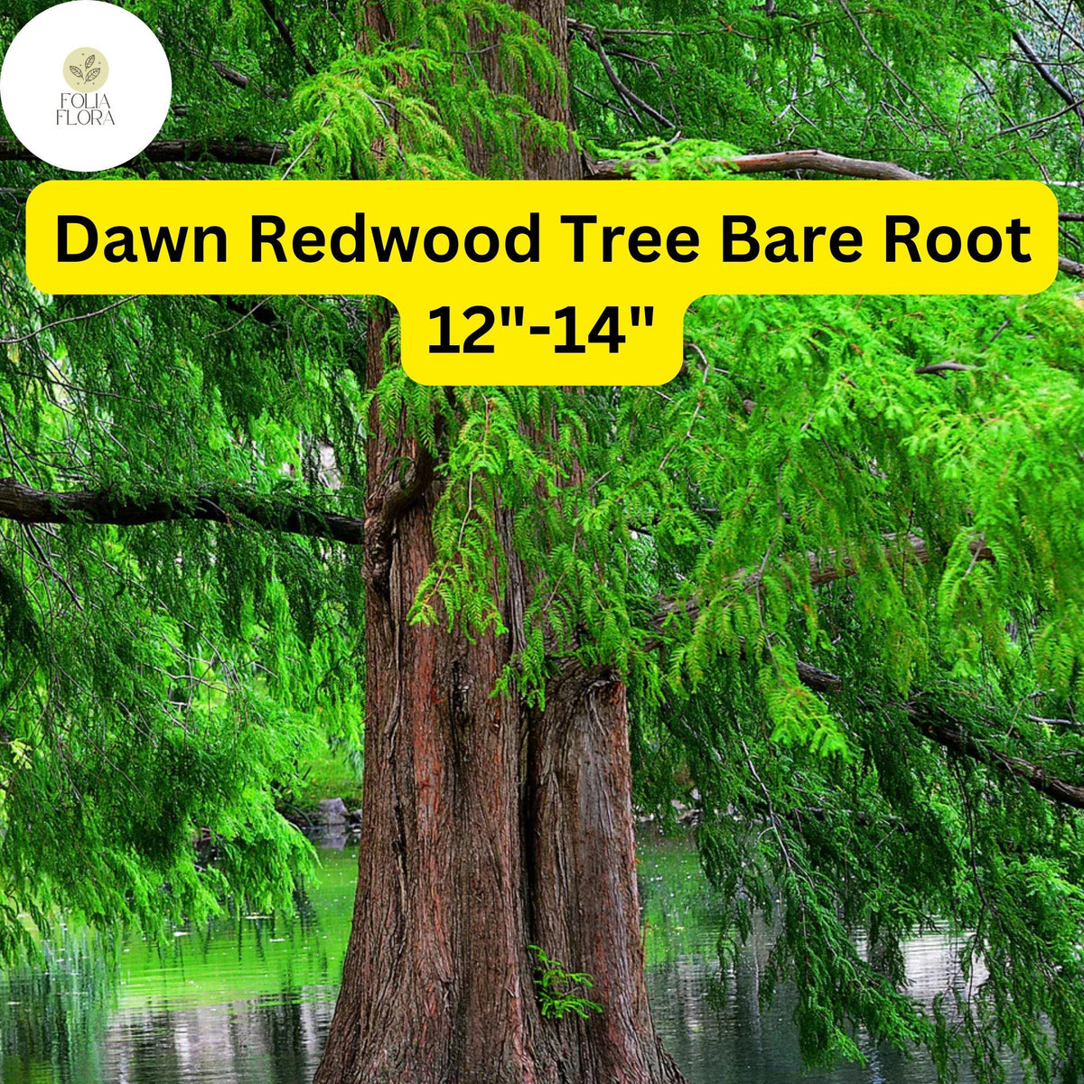 Dawn Redwood Tree 12-14" Live Bare Root Plant Zones 4-8