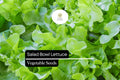 1000 Salad Bowl Lettuce Seeds – Heirloom, Tender & Mild, Heat-Tolerant Lactuca sativa