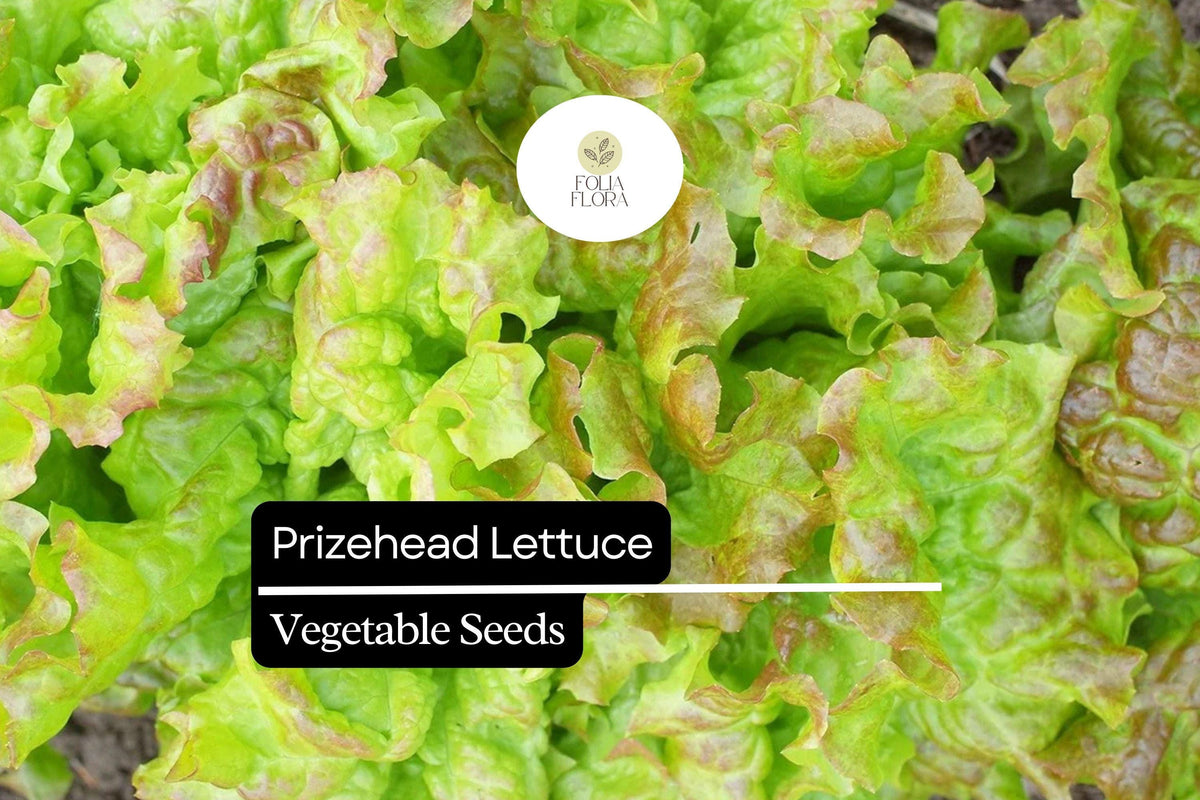 1000 Prizehead Lettuce Seeds – Heirloom, Sweet & Crisp, Heat-Tolerant, Non-GMO