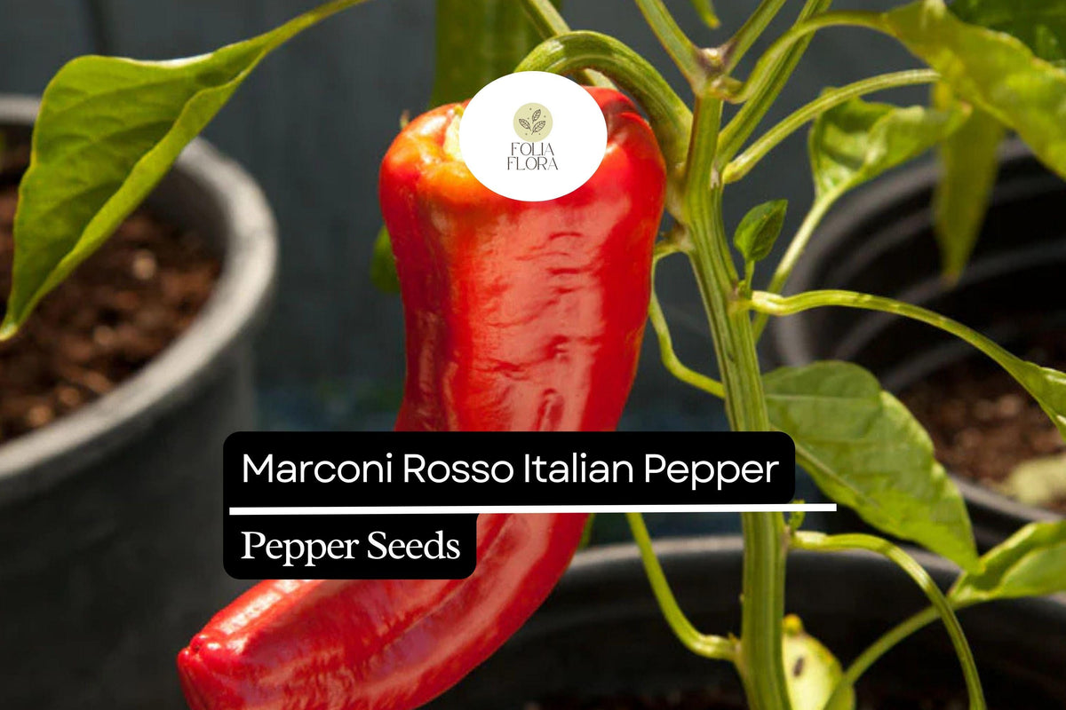 25 Marconi Rosso Italian Pepper Seeds – Heirloom Sweet Capsicum annuum
