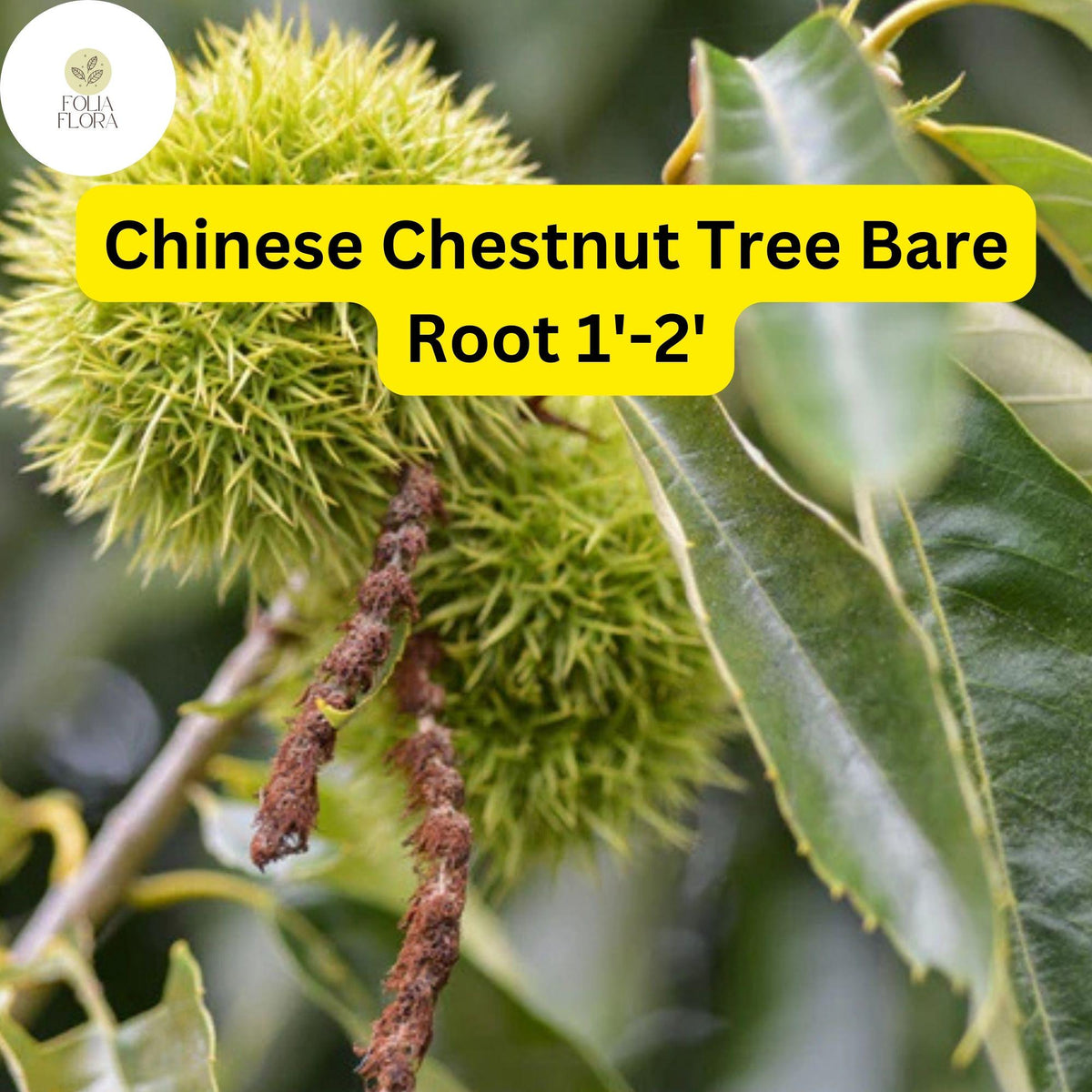 Chinese Chestnut Tree Live Bare Root Plant Edible Nuts Zones 4-8
