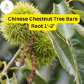 2 Chinese Chestnut Trees - Live Bare Root Plants, Edible Nuts, 1-2 ft, Zones 4-8