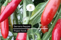 Serrano Pepper Seeds – 25 Heirloom Capsicum annuum Seeds for Planting