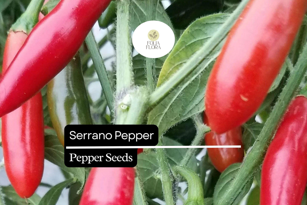 Serrano Pepper Seeds – 25 Heirloom Capsicum annuum Seeds for Planting