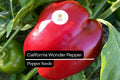 California Wonder Pepper Seeds – 25 Heirloom Sweet Bell Pepper Seeds (Capsicum annuum)