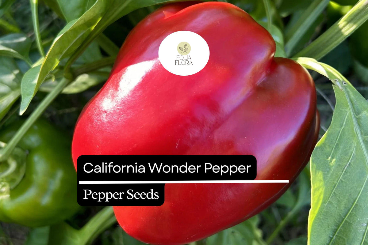 California Wonder Pepper Seeds – 25 Heirloom Sweet Bell Pepper Seeds (Capsicum annuum)