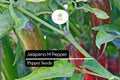 Jalapeño M Pepper Seeds – 25 Heirloom Capsicum annuum Seeds for Planting