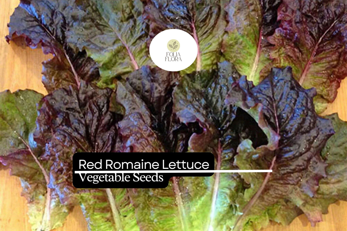 1000 Red Romaine Lettuce Seeds – Heirloom, Heat Tolerant