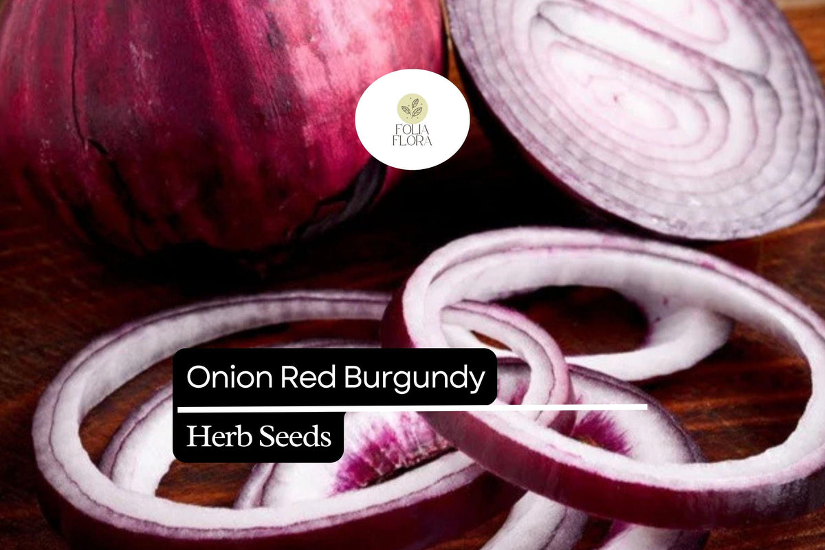 200 Red Burgundy Onion Seeds – Allium cepa Heirloom, Mild & Sweet, Non-GMO