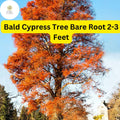 Bald Cypress Tree (Taxodium distichum) Live Bare Root Plant 2-3 Feet