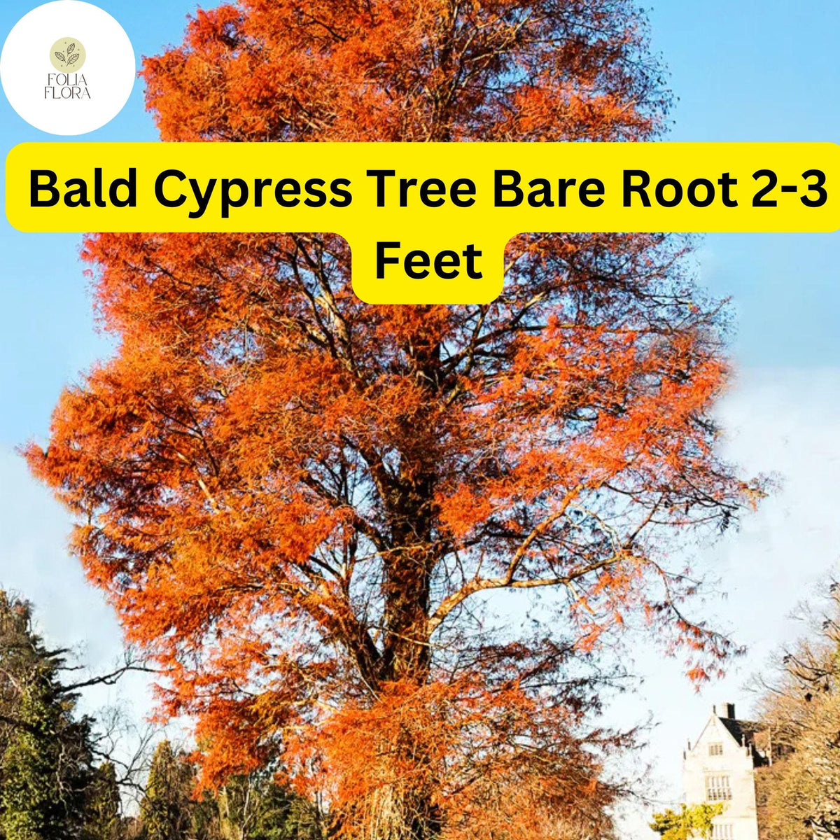 Bald Cypress Tree (Taxodium distichum) Live Bare Root Plant 2-3 Feet
