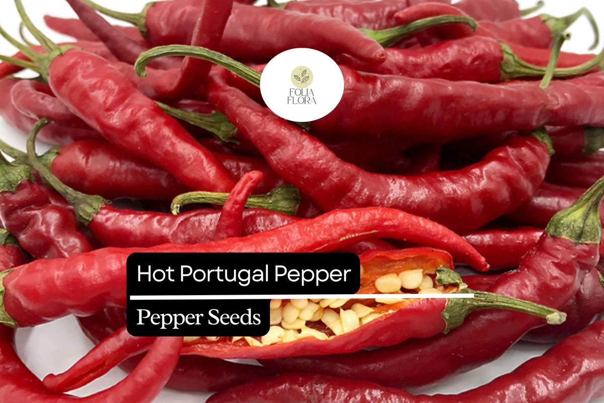 Hot Portugal Pepper Seeds – 25 Heirloom Medium-Hot Chili Seeds, Capsicum annuum