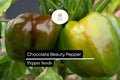 25 Chocolate Beauty Pepper Seeds – Heirloom Capsicum Annuum