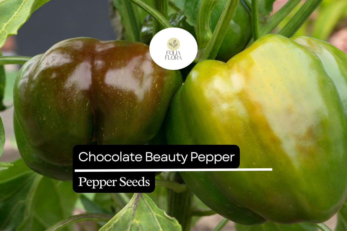 25 Chocolate Beauty Pepper Seeds – Heirloom Capsicum Annuum