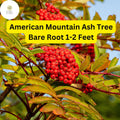 2 American Mountain Ash Trees – Live Bare Root Sorbus americana 1-2 Feet