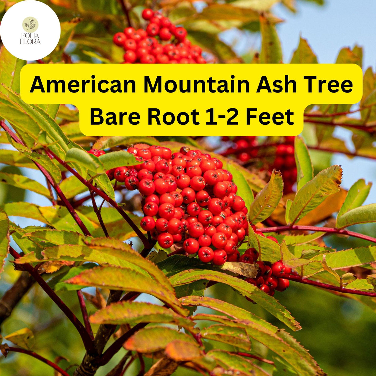 2 American Mountain Ash Trees – Live Bare Root Sorbus americana 1-2 Feet