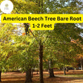 American Beech Tree - 1-2 Ft Live Bare Root Plant (Zones 3-9)