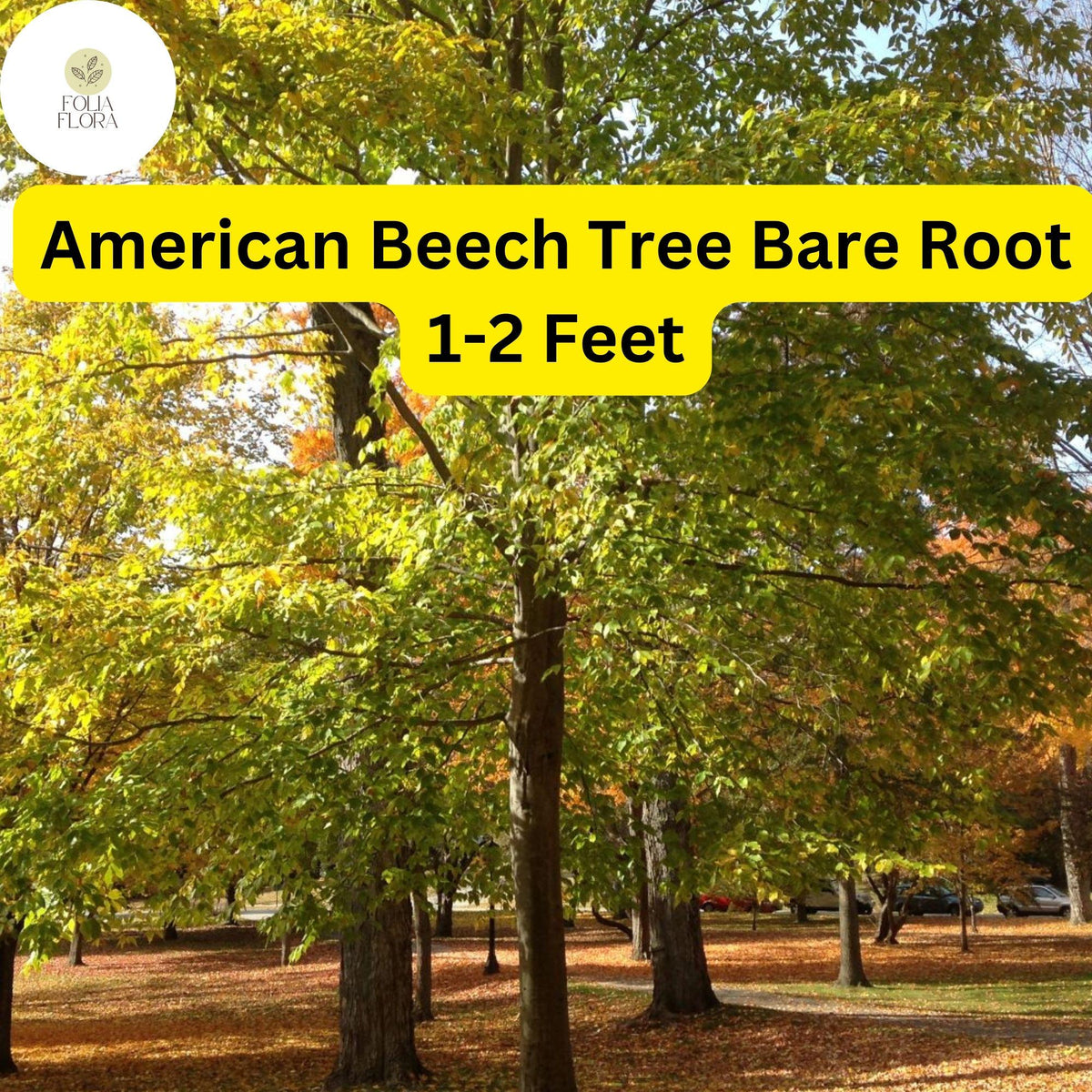 American Beech Tree - 1-2 Ft Live Bare Root Plant (Zones 3-9)