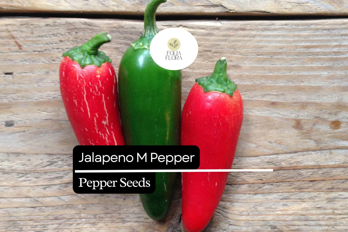 Jalapeño M Pepper Seeds – 25 Heirloom Non-GMO Medium Heat Capsicum annuum