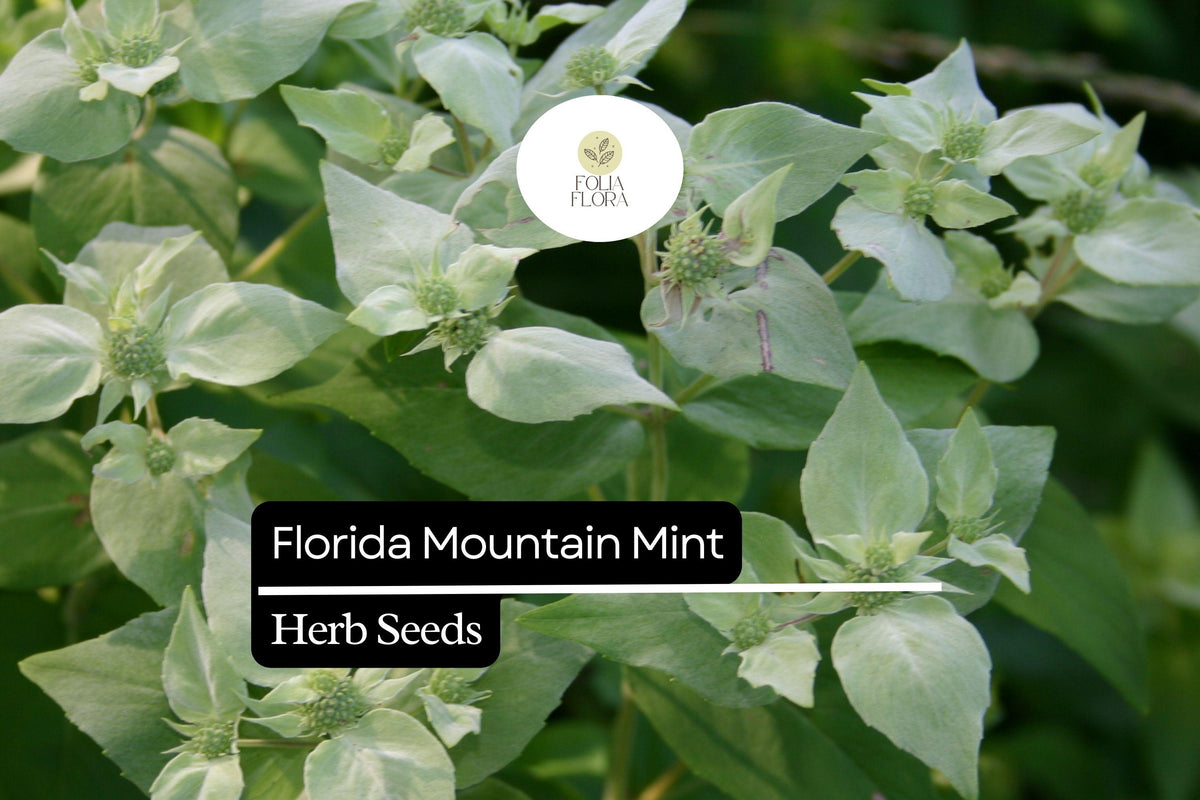 25 Florida Mountain Mint Seeds (Pycnanthemum floridanum) – Fragrant Perennial Herb for Pollinators & Tea
