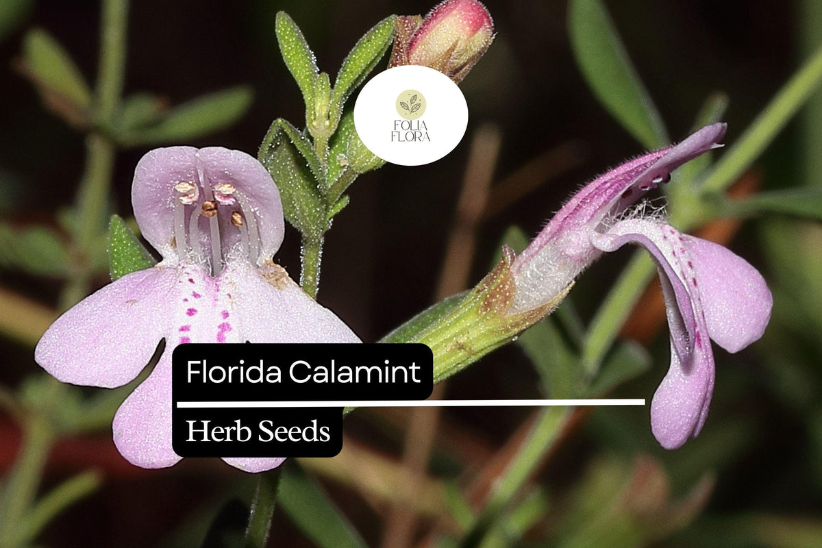 Florida Calamint Herb Seeds - 25 Fragrant Lavender Blooms, Pollinator Friendly