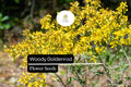 25 Woody Goldenrod Seeds - Drought-Tolerant Native Shrub for Pollinators