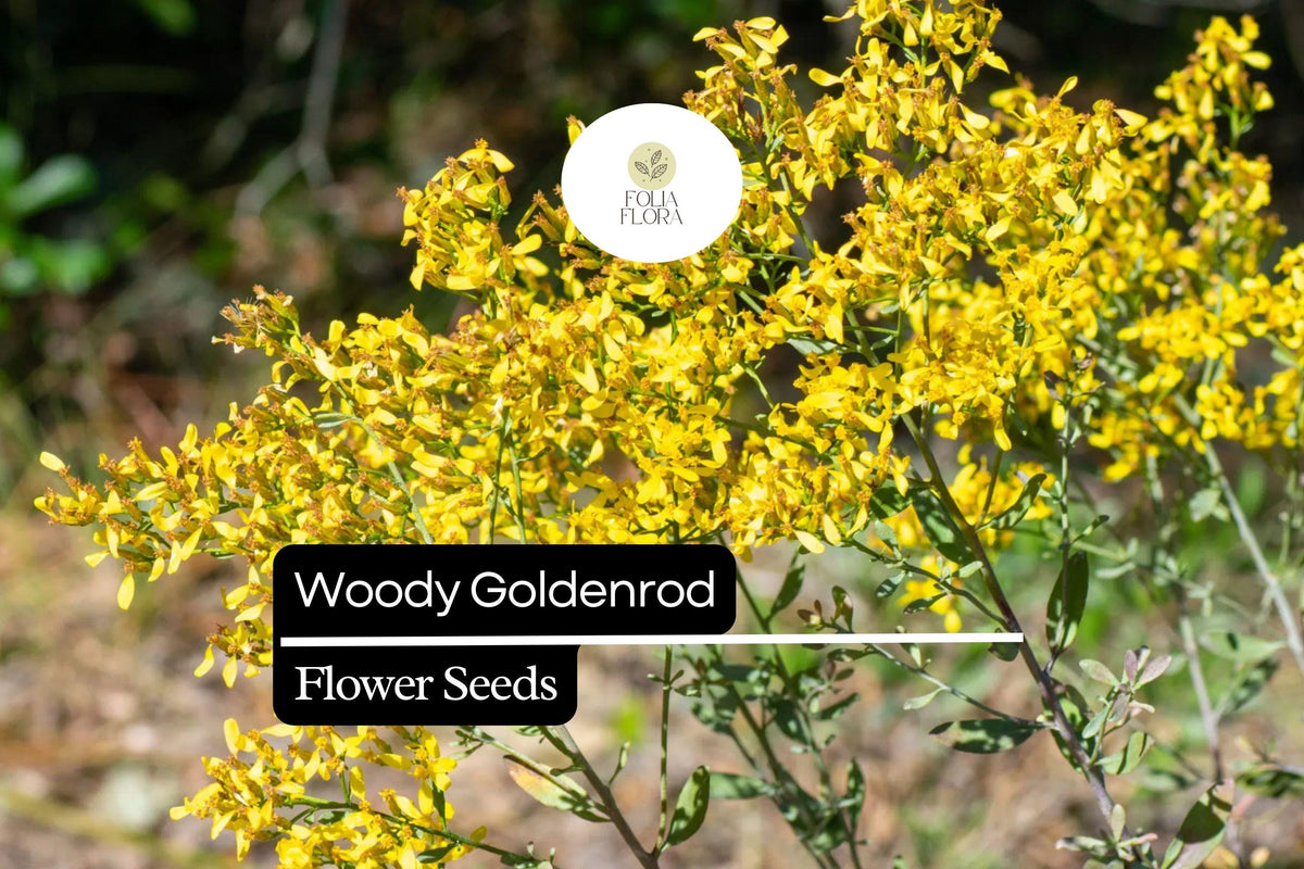 25 Woody Goldenrod Seeds - Drought-Tolerant Native Shrub for Pollinators