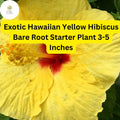 Exotic Yellow Hibiscus Plant – Hawaiian Yellow Bare Root Starter