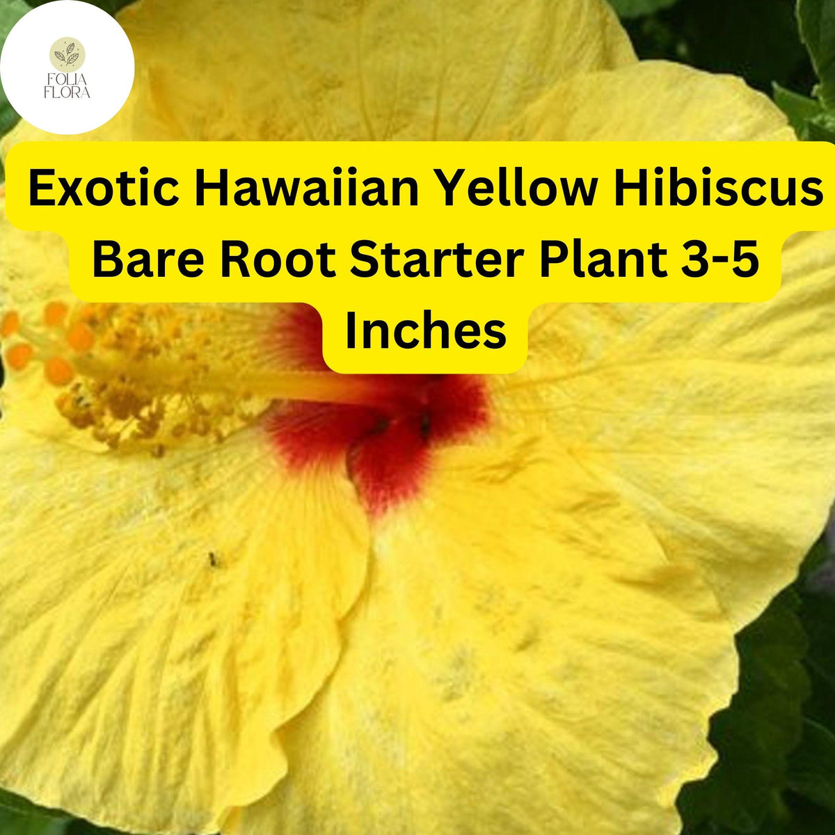Exotic Yellow Hibiscus Plant – Hawaiian Yellow Bare Root Starter