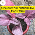 Syngonium podophyllum 'Pink Perfection' Live Arrowhead Plant in 4" Pot - Rare Pink Houseplant