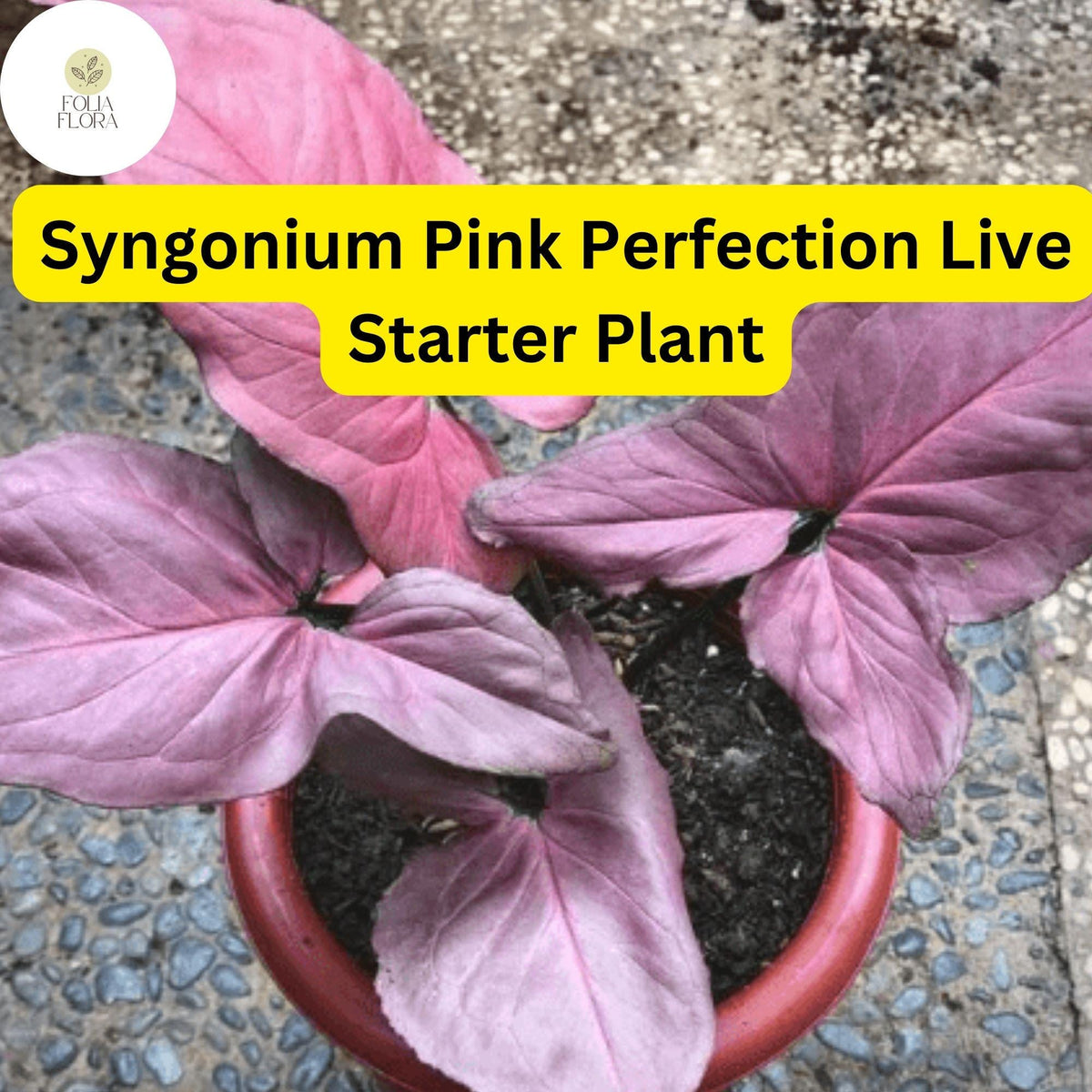 Syngonium podophyllum 'Pink Perfection' Live Arrowhead Plant in 4" Pot - Rare Pink Houseplant