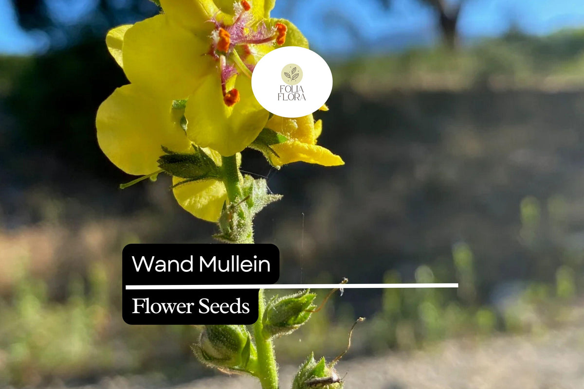 Wand Mullein Seeds (Verbascum virgatum) - 25 Seeds - Tall Biennial Yellow Flower Spikes
