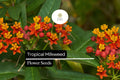 25 Tropical Milkweed Seeds - Red-Orange Flowers, Monarch Host Plant