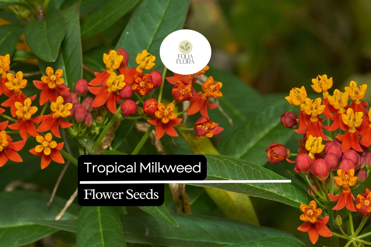 25 Tropical Milkweed Seeds - Red-Orange Flowers, Monarch Host Plant