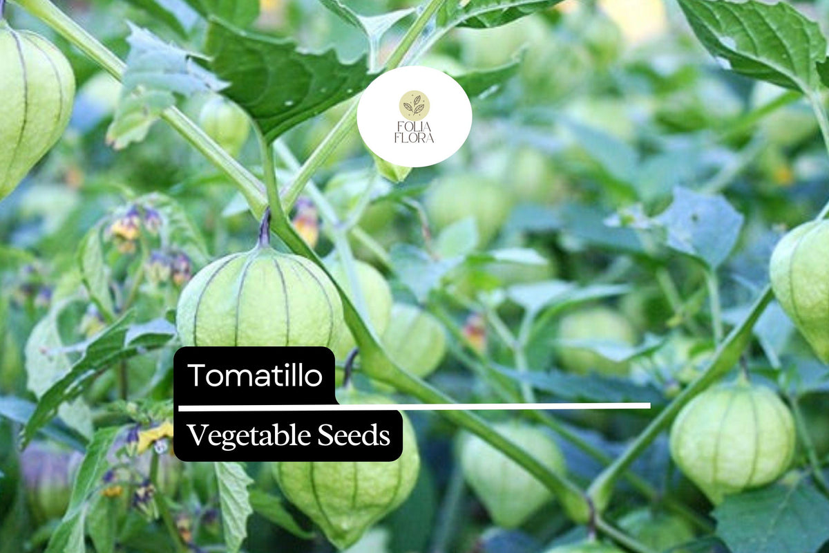 Tomatillo Seeds - Heirloom Green Salsa Verde Variety (25 Seeds)